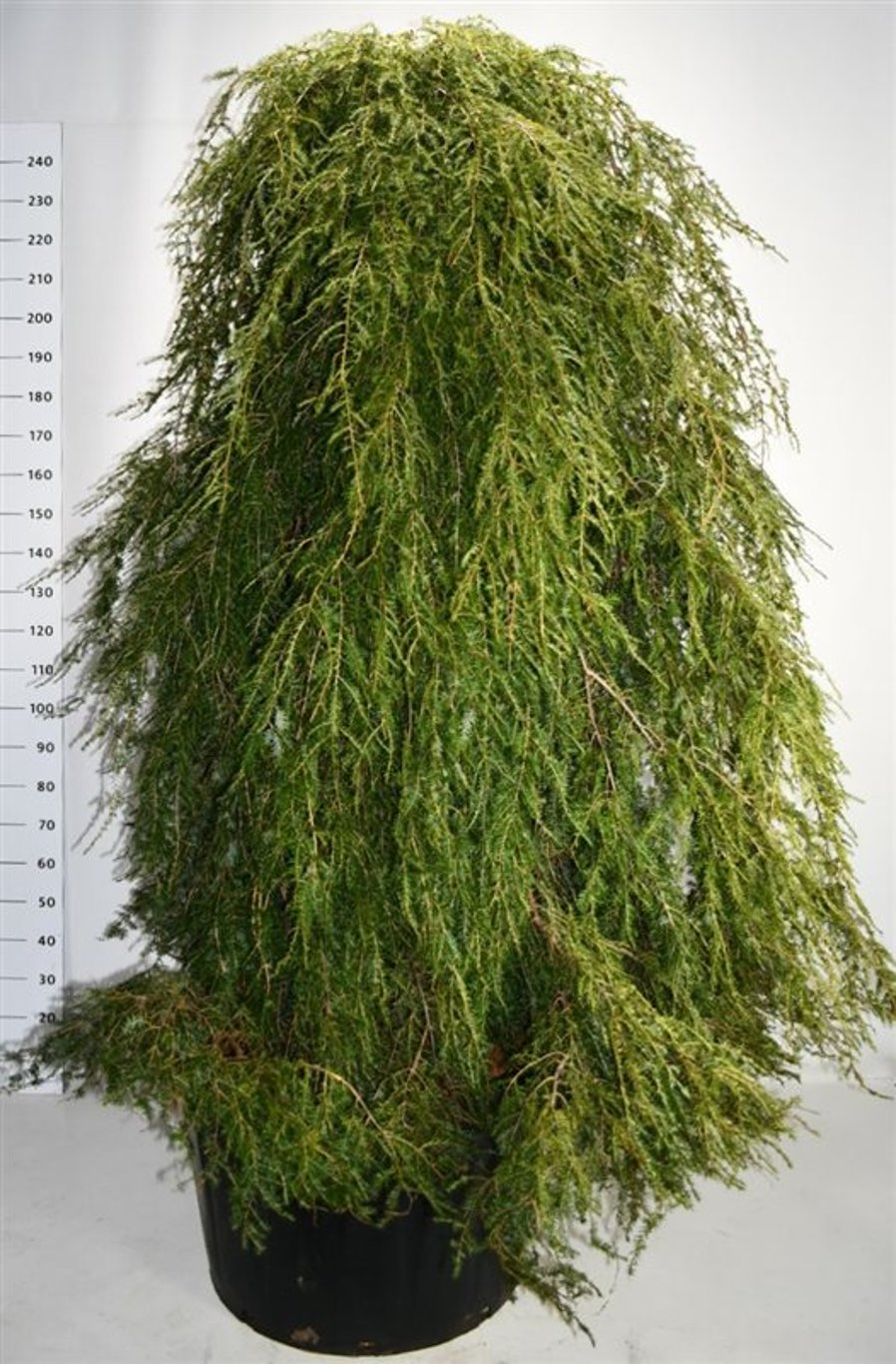 Tsuga can. 'Pendula' - C200 200-225 CM